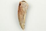 Bargain, Partial Raptor Tooth - Real Dinosaur Tooth #200302-1